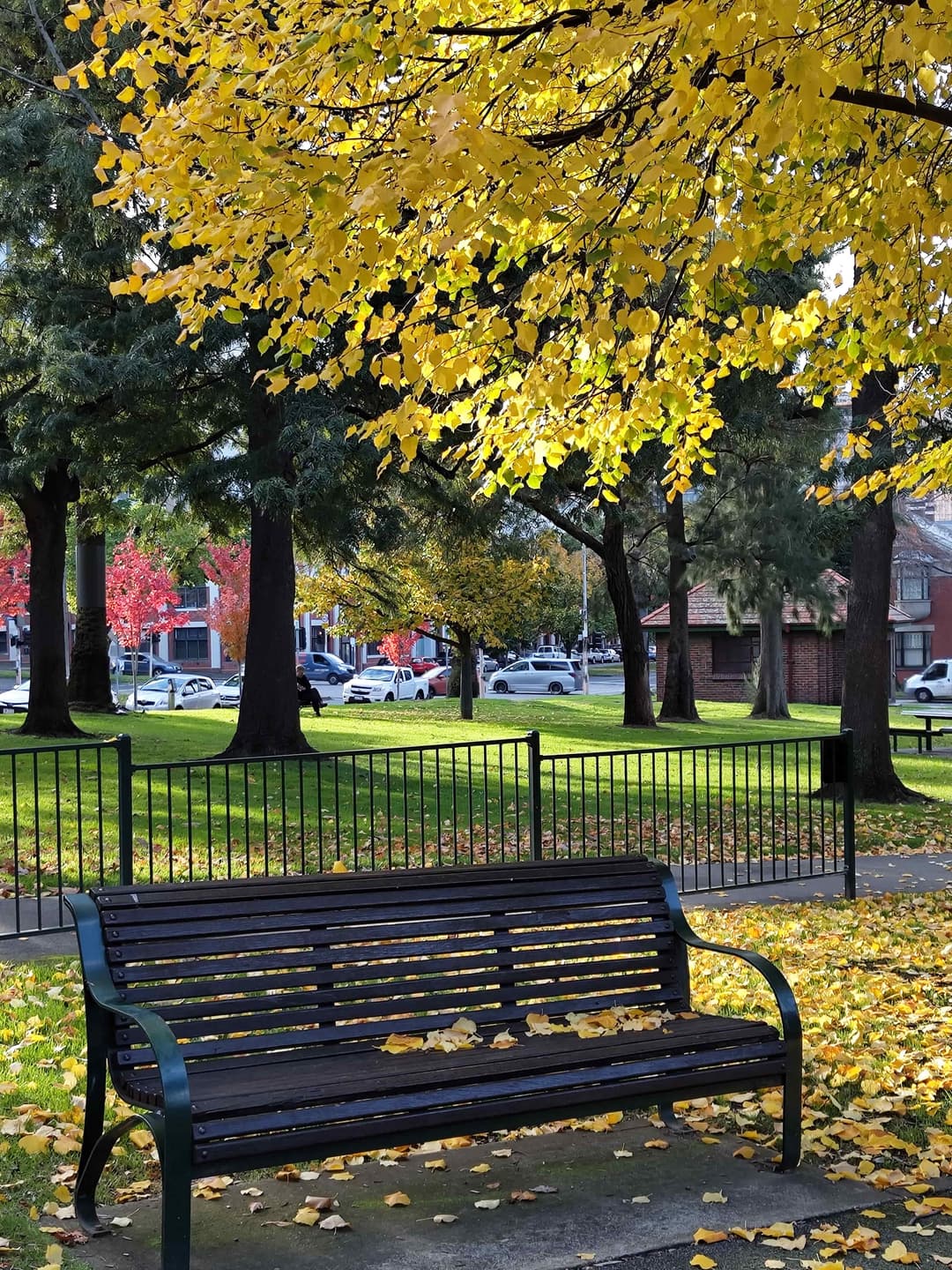 An umbrella of yellow leaves hanging over park bench on a sunny autumn day.